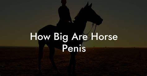 What is the Size of Horse Penises 